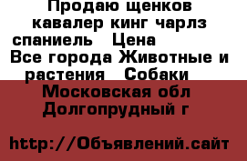 Продаю щенков кавалер кинг чарлз спаниель › Цена ­ 40 000 - Все города Животные и растения » Собаки   . Московская обл.,Долгопрудный г.